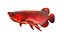 Arowana Fish