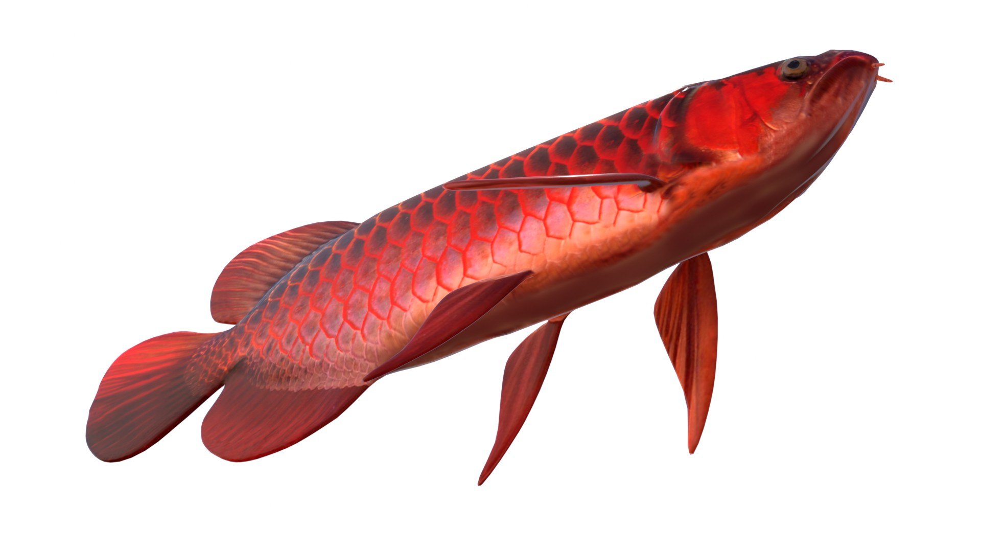 3D Arowana Fish https://p.turbosquid.com/ts-thumb/O2/SJM1KG/Ok/5/jpg/1774419753/1920x1080/fit_q87/0615f51eee18fc3d9f7311b064c1409b65b621b5/5.jpg
