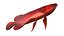 Arowana Fish