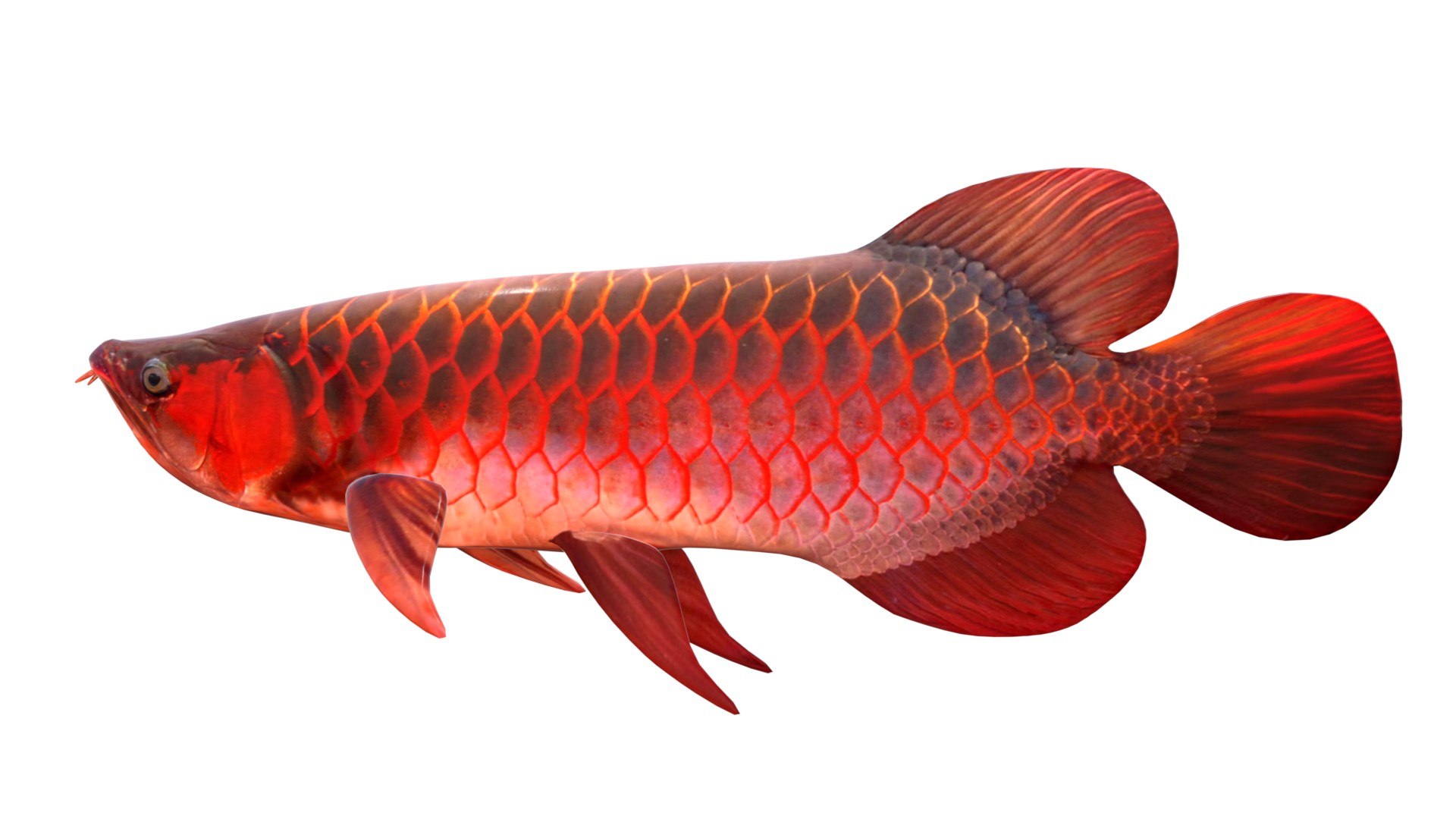 3D Arowana Fish https://p.turbosquid.com/ts-thumb/O2/SJM1KG/TJ/2/jpg/1774419752/1920x1080/fit_q87/63f7494cd2e6298d592122d89bccb840b82f2b4a/2.jpg