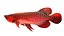 Arowana Fish