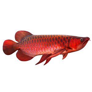 3D Arowana Fish