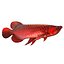 Arowana Fish