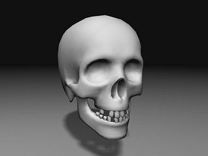 3d model nextgen skull