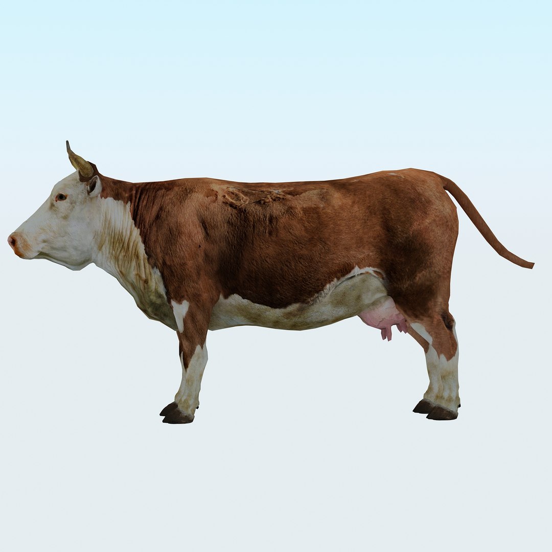 3D Model Cow - TurboSquid 1387644