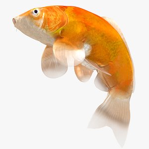 3D Japanese Carp Fish Rigged L1845