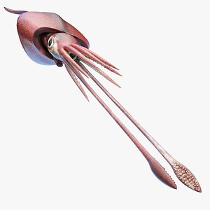 3D Colossal Squid model