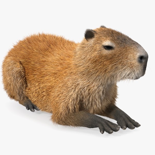 Capivara 3D realista com Daisy · Creative Fabrica