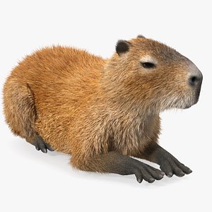 Capybara Lying Pose Fur