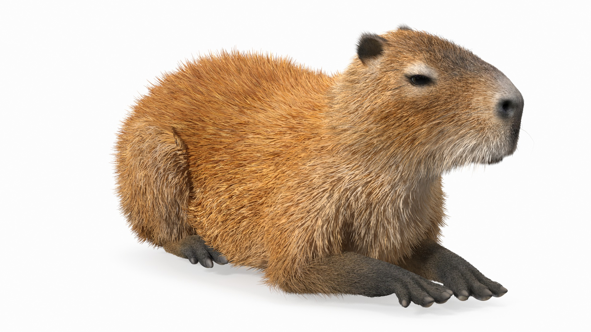 3D Capybara Lying Pose Fur Model - TurboSquid 1943504