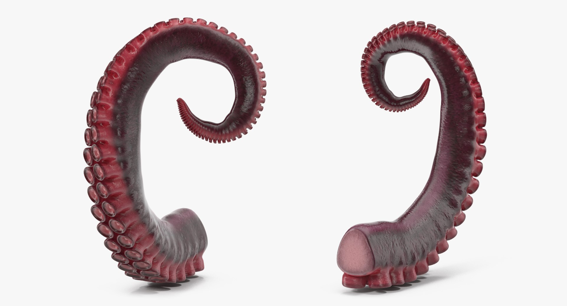3d model tentacle octopus https://p.turbosquid.com/ts-thumb/O2/nlCuh4/4ExVkUVD/tentacleofoctopus3dsmodel007/jpg/1476874639/1920x1080/fit_q87/2325ed65ecb997da1caedfc96ca5179cec5f95e0/tentacleofoctopus3dsmodel007.jpg
