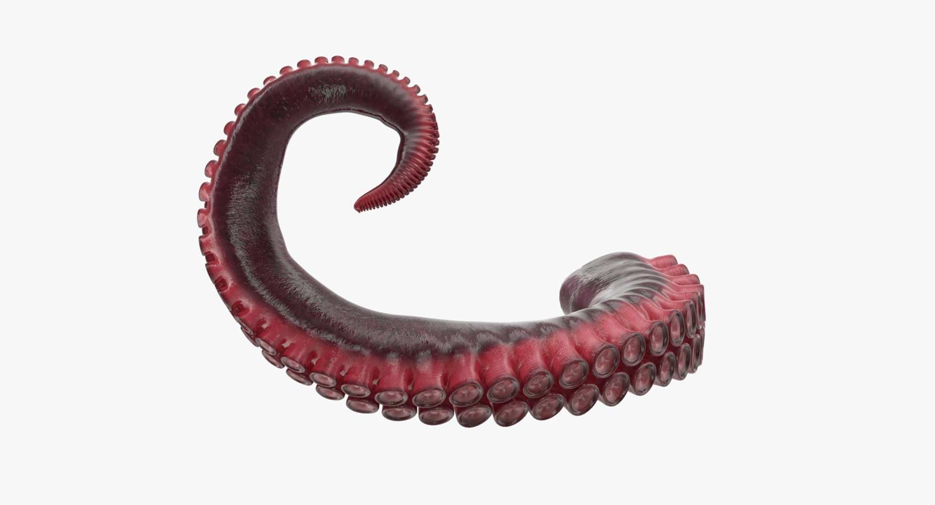 3d Model Tentacle Octopus