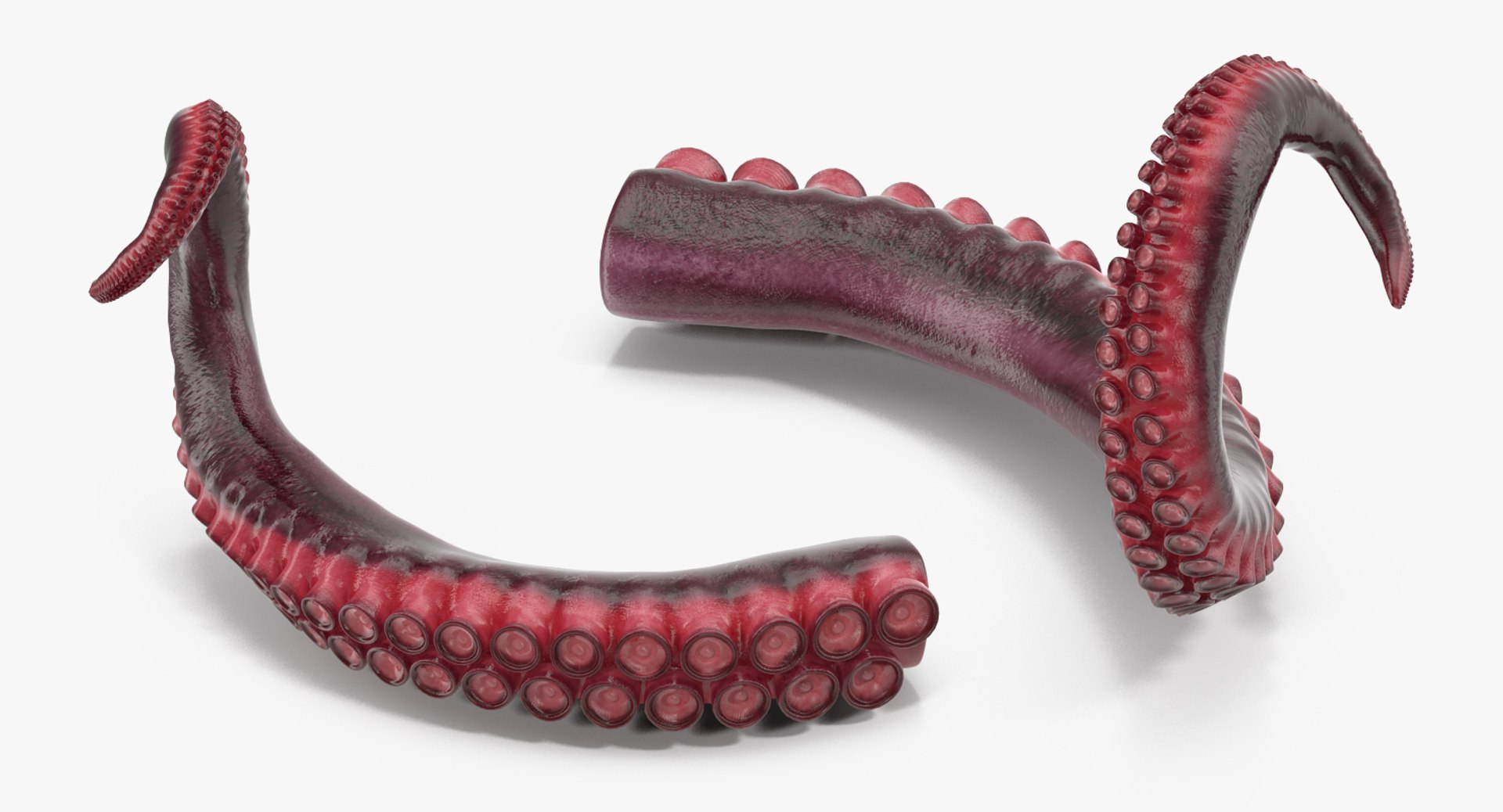 3d model tentacle octopus https://p.turbosquid.com/ts-thumb/O2/nlCuh4/aOh2VA2b/tentacleofoctopus3dsmodel006/jpg/1476874639/1920x1080/fit_q87/14f36e5df6b45a90599b1946992bdc9a2c1c10ea/tentacleofoctopus3dsmodel006.jpg
