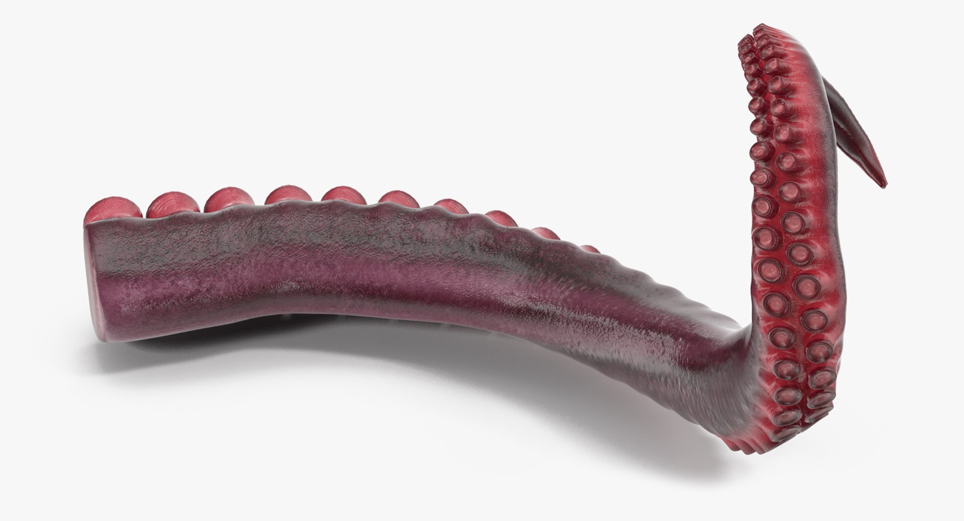 3d model tentacle octopus https://p.turbosquid.com/ts-thumb/O2/nlCuh4/eetbhR1m/tentacleofoctopus3dsmodel004/jpg/1476874639/1920x1080/fit_q87/26ffa3adbc1c473268469b95d3b58059df6603f4/tentacleofoctopus3dsmodel004.jpg