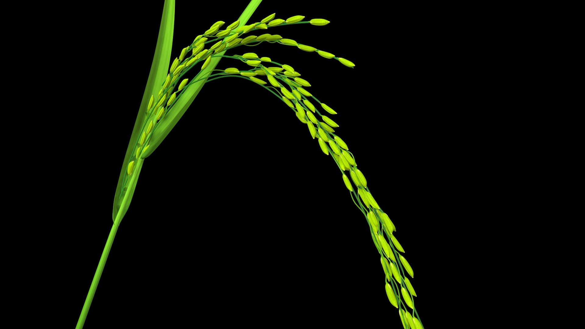 Oryza rice 3D model - TurboSquid 1696291