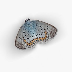 3D Low polygon small butterfly