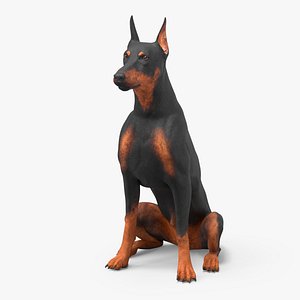 Doberman Pinscher Dog Sits 3D