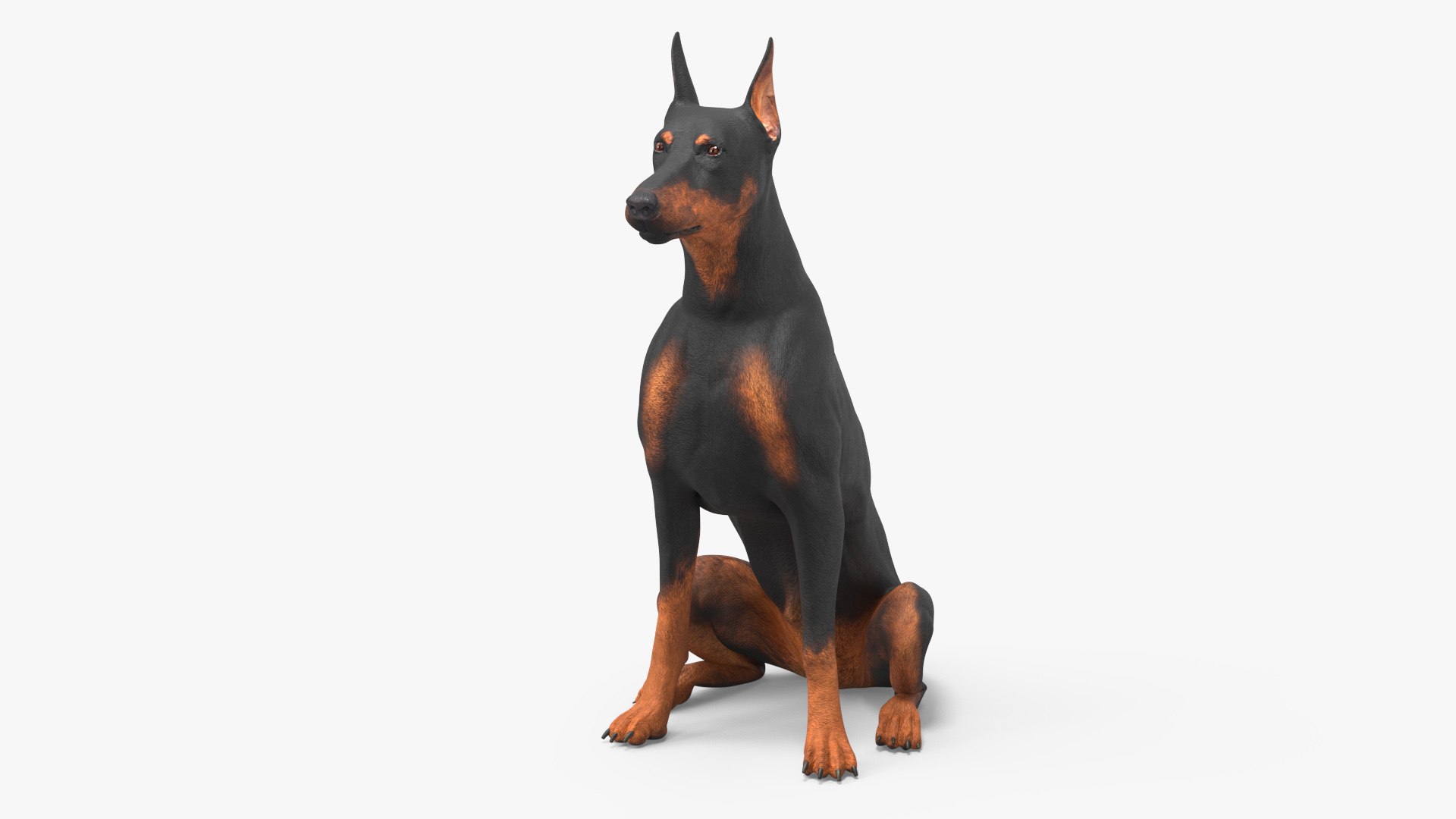 Doberman Pinscher Dog Sits 3D model preview