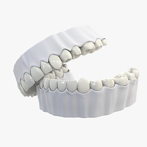3D model gums teeth anatomy