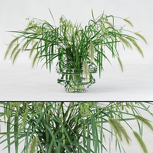Northern Sea Oats and Pennisetum Green