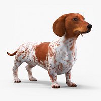 Spotted Wiener Dog Pet White