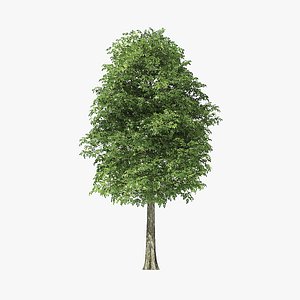 rock elm tree 3D model