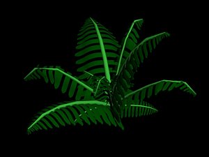 free fern plant 3d model