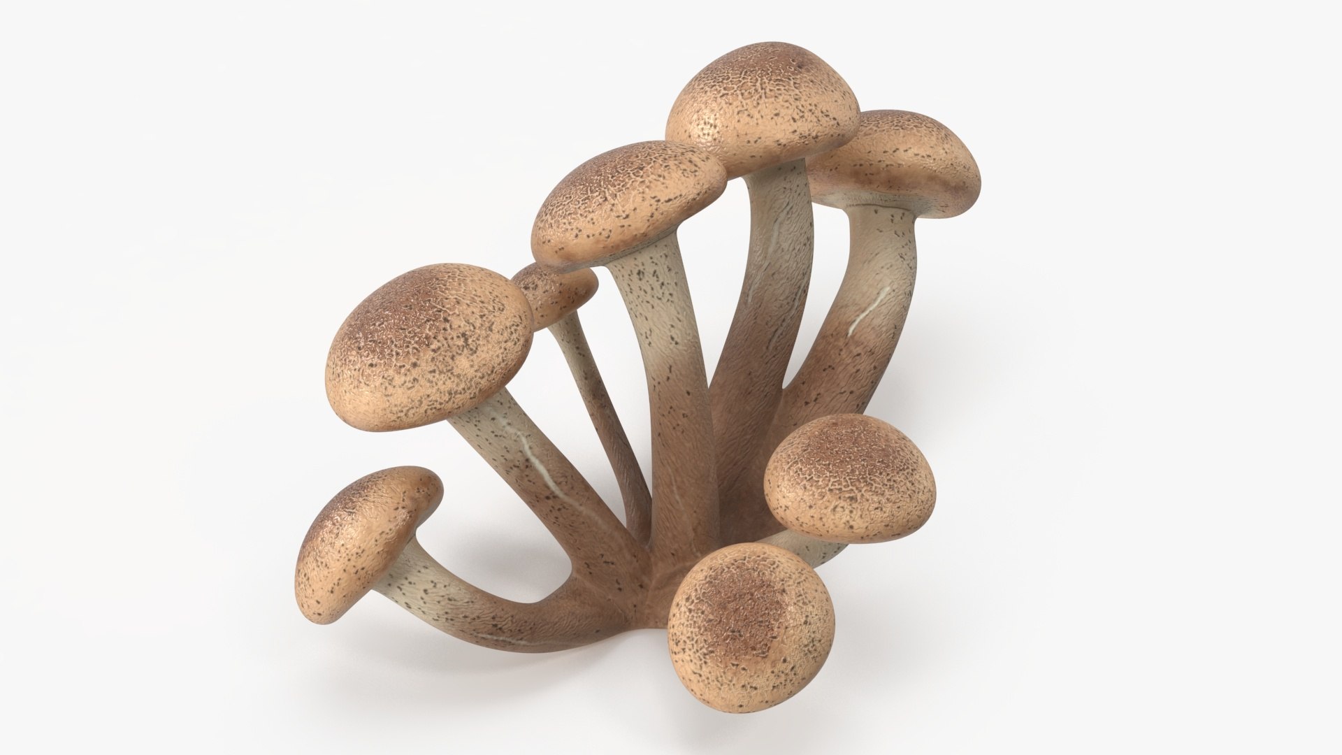 3D Honey Agaric model https://p.turbosquid.com/ts-thumb/O3/nCFY6V/Iy/honeyagaricvray3dmodel012/jpg/1713265245/1920x1080/fit_q87/611934940582e49684eb6e9786c85dd05fd098a0/honeyagaricvray3dmodel012.jpg