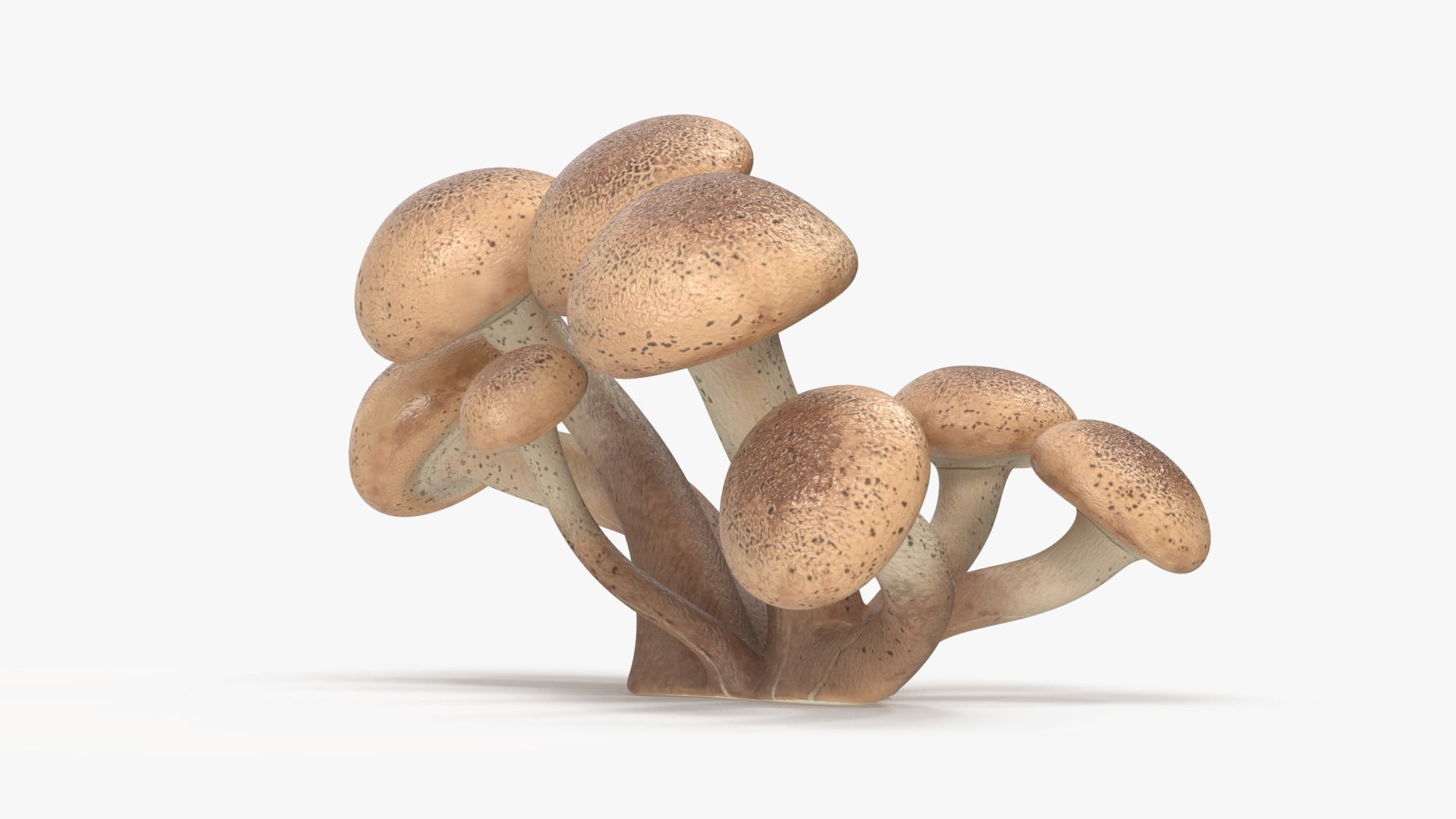 3D Honey Agaric model https://p.turbosquid.com/ts-thumb/O3/nCFY6V/LZ/honey_agaric_360/jpg/1713264965/1920x1080/turn_fit_q99/2d911d3ade91778bd3d8fdab94edacd16d6d498f/honey_agaric_360-1.jpg