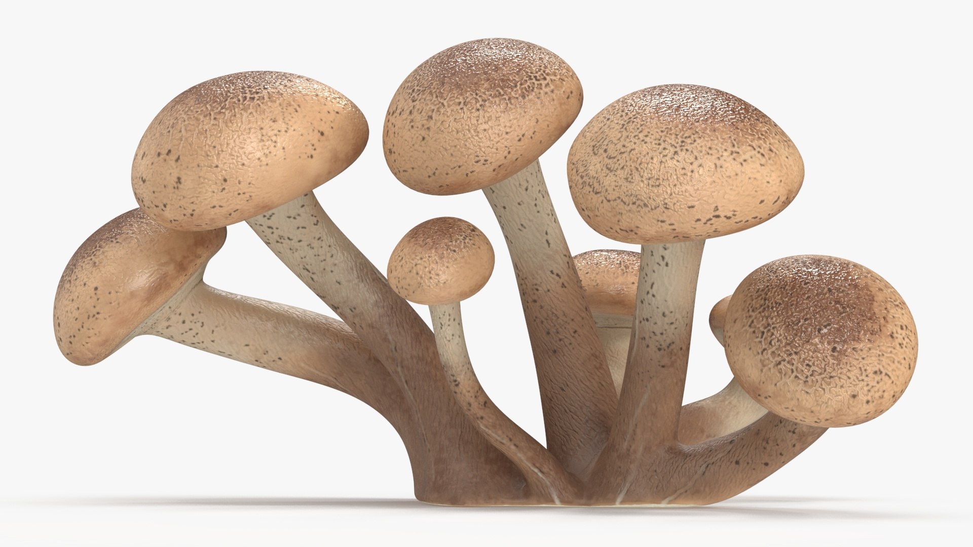 3D Honey Agaric model https://p.turbosquid.com/ts-thumb/O3/nCFY6V/Oo/honeyagaricvray3dmodel010/jpg/1713265240/1920x1080/fit_q87/23aa8cd89b1afeeab1077f4454d27efa4abc029f/honeyagaricvray3dmodel010.jpg
