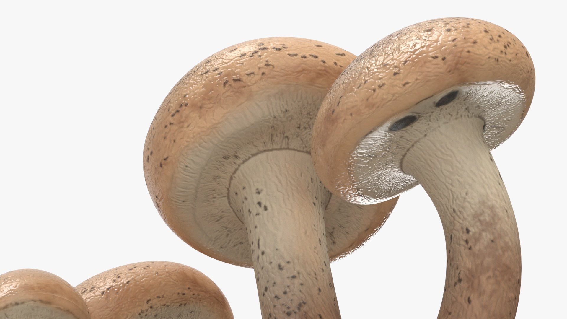 3D Honey Agaric model https://p.turbosquid.com/ts-thumb/O3/nCFY6V/QN/honeyagaricvray3dmodel014/jpg/1713265250/1920x1080/fit_q87/adb08473f8f0702bc36e4679b438fe2fef9577da/honeyagaricvray3dmodel014.jpg