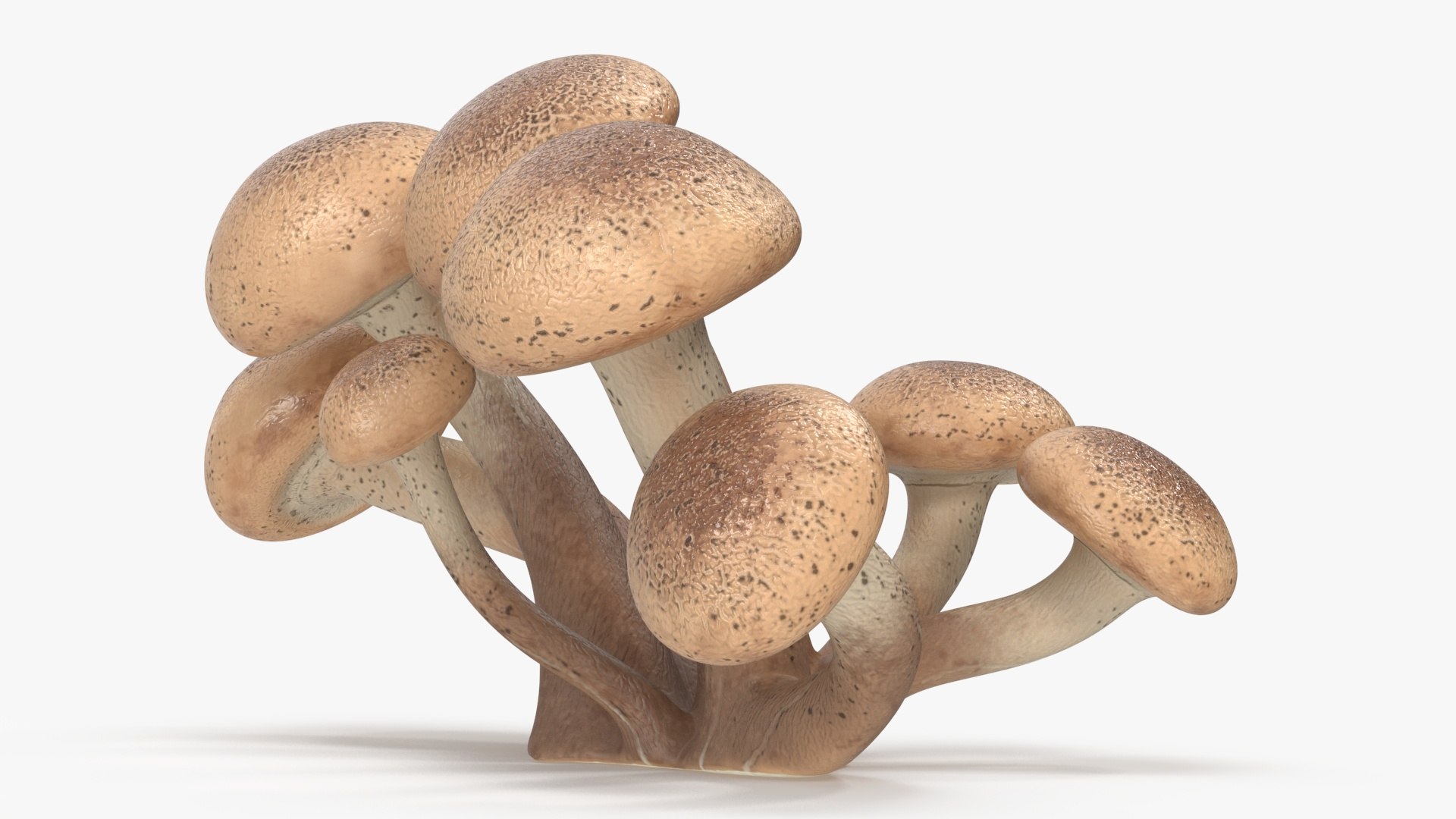 Honey Agaric 3D model preview