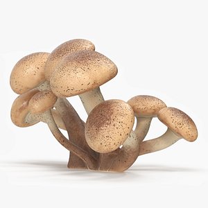 3D Honey Agaric model