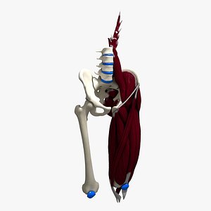 Ultimate Human Upper Leg