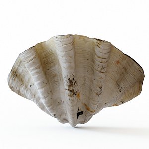 Giant clam seashell