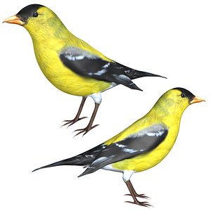 Fully Rigged low poly American Goldfinch 3D model