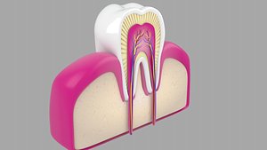3d model of human tooth cross section