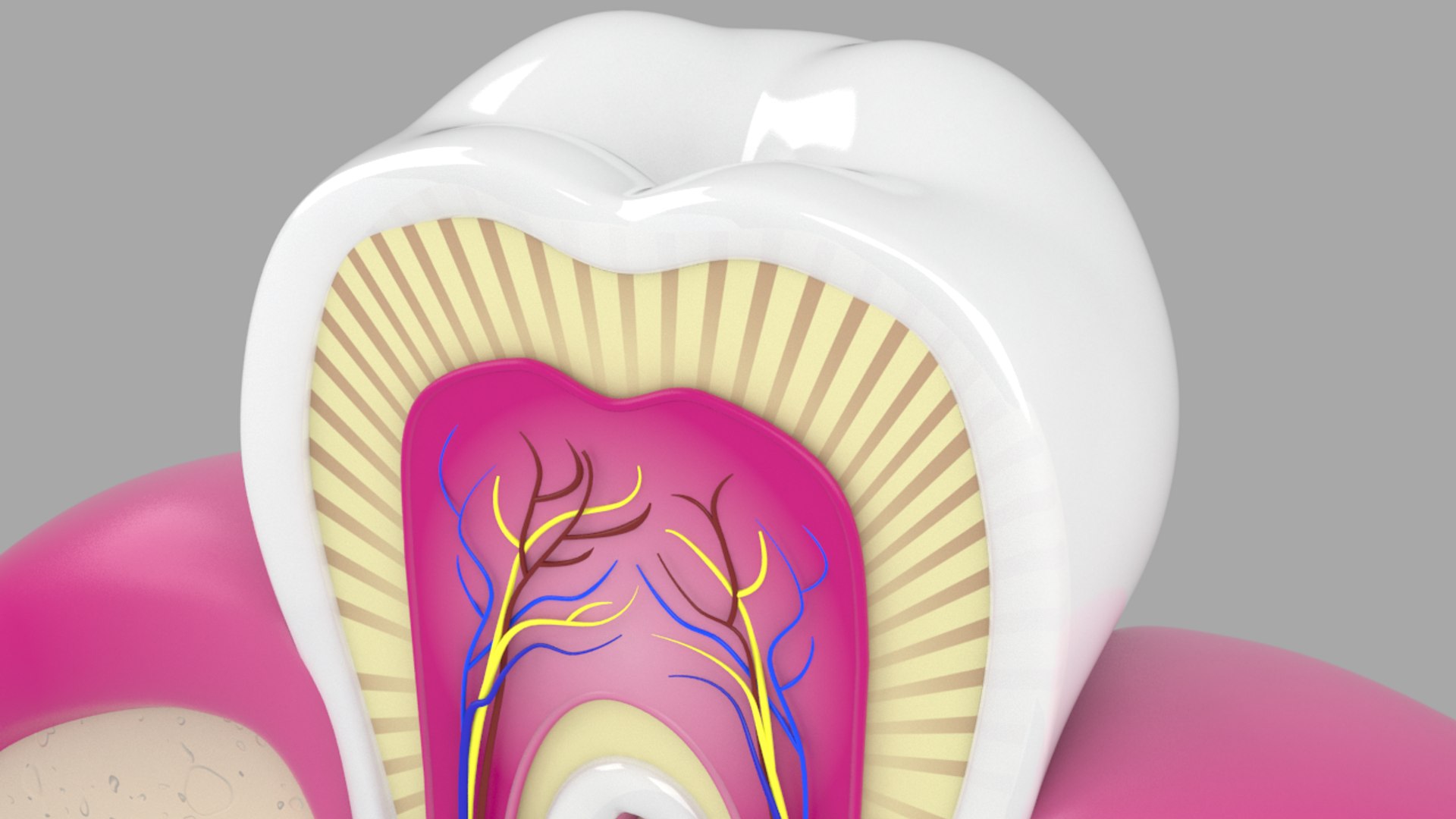 3d Model Of Human Tooth Cross Section