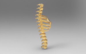 vertebrae and chest