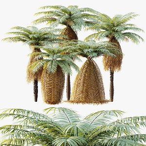 AV Plant Brainea Insignis Fern 6 Palm Tree 01 3D