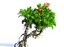 Plantes préhistoriques animées