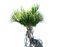 Plantes préhistoriques animées