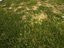 Villa 2 plus Vray grass presets
