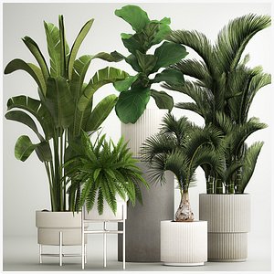 Set of plants in pots from Strelitzia palm ficus 1200