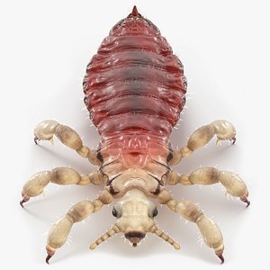 Head Louse Insect with Blood