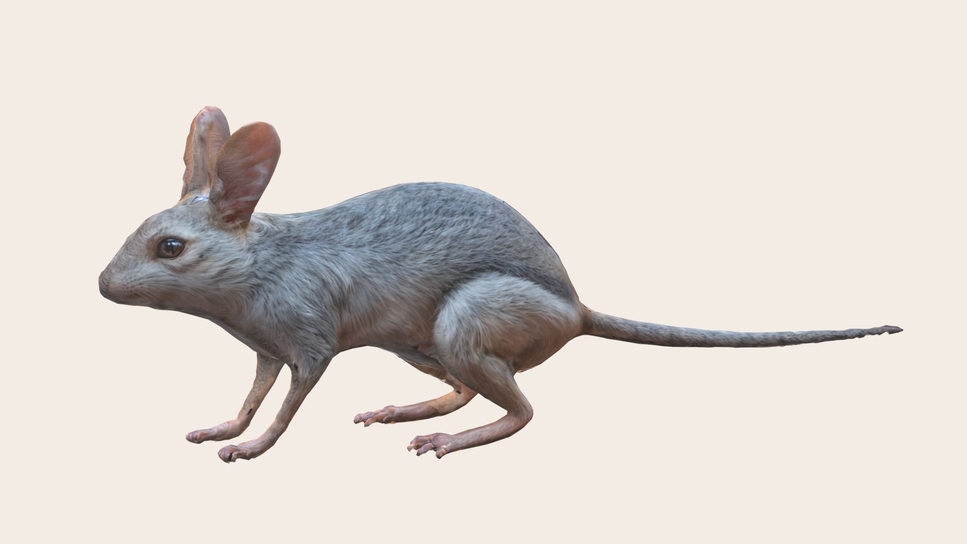 Rare Desert Mouse Jerboa 3D Model - TurboSquid 2315916