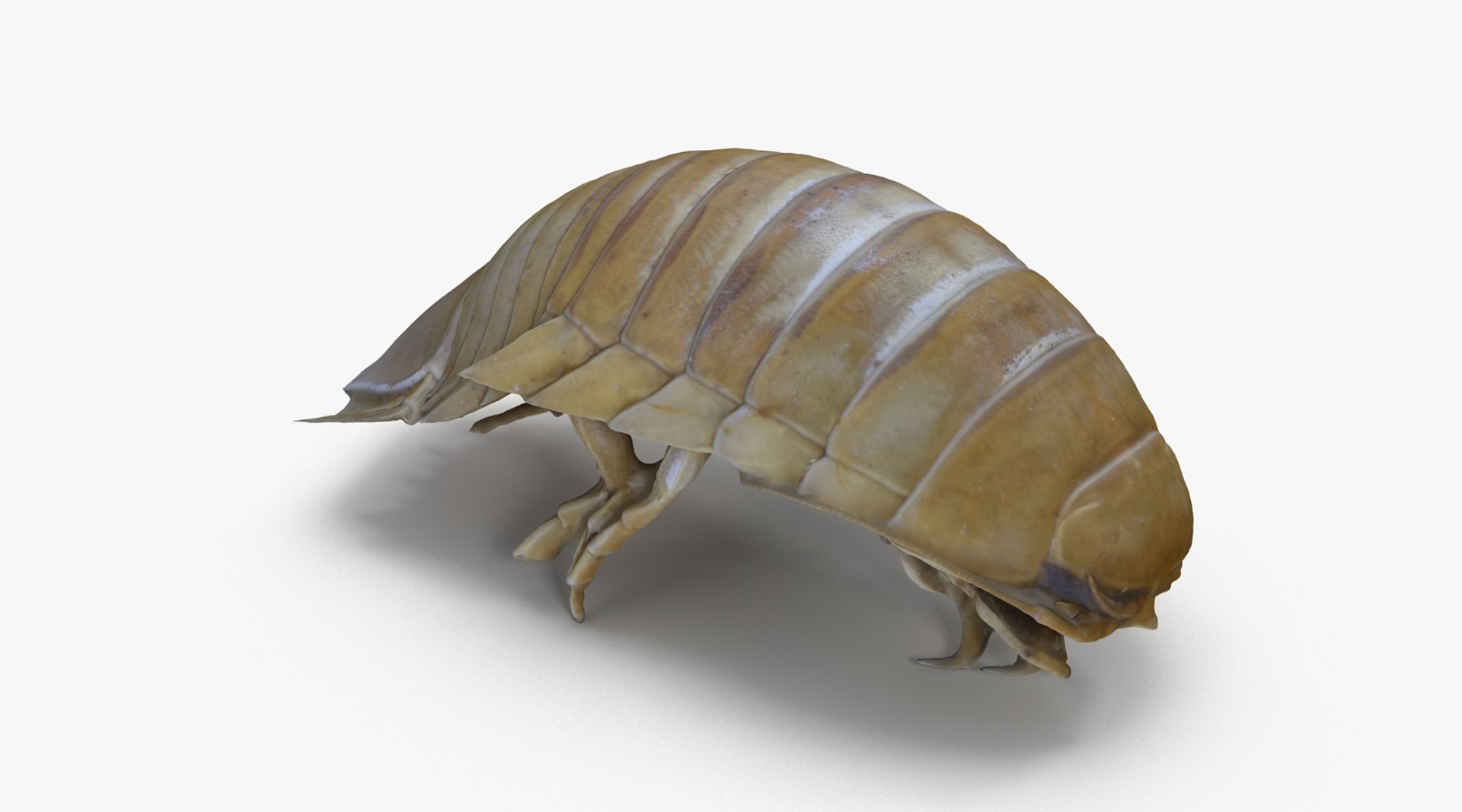 3d isopod scan