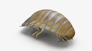 Isopod scan