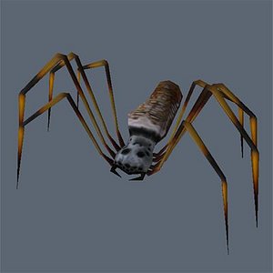 3d model spider arachnid