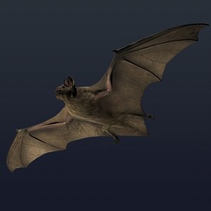 Vampire Bat